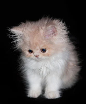 gambar seekor anak kucing putih kekuningan yang gebu
