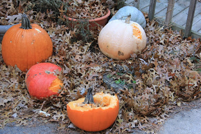 a past year's pumpkins gnawed by deer