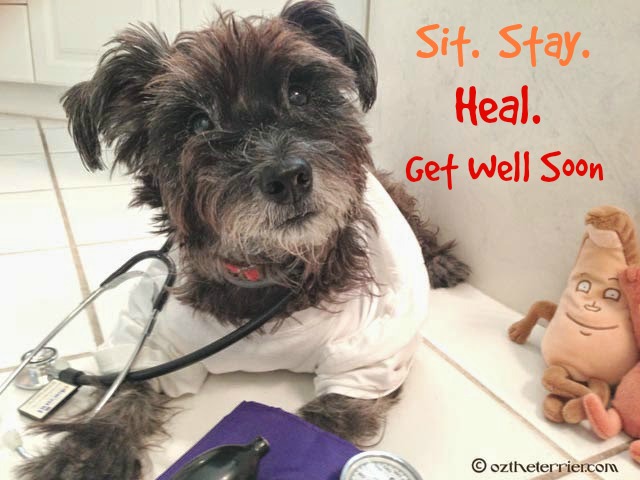 Dr. Oz the Terrier advice to Sit. Stay. Heal