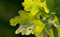 Green Wallpapers 2560x1600