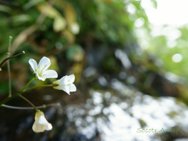 Cardamine 