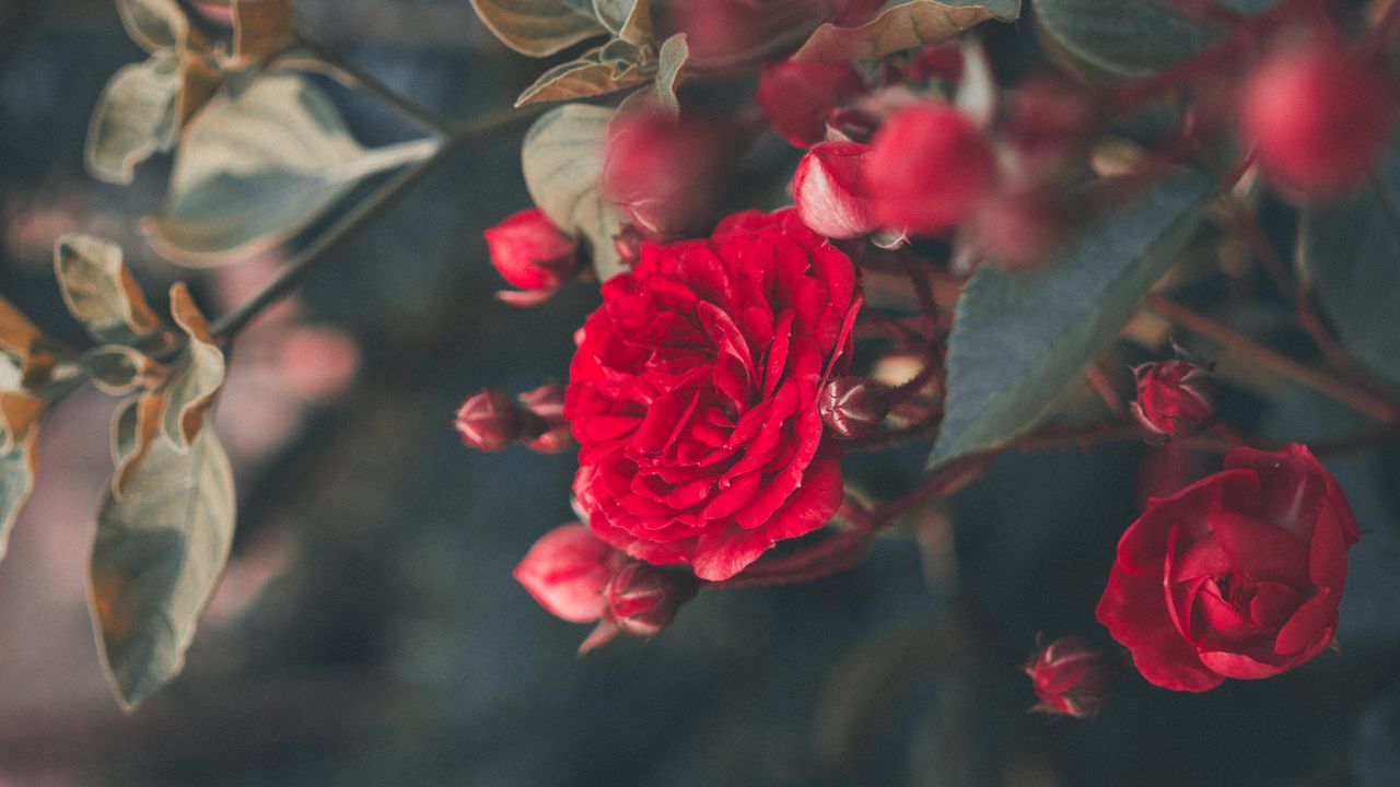 Wallpaper Rose Bush Bloom