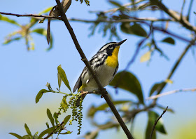 Yellow-throated Warbler - Merritt Island, Florida