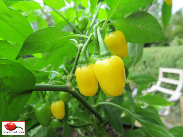 Yellow Jelly Bean Habanero - 14th August 2018