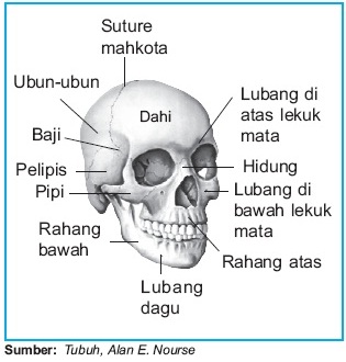 Skeleton Rangka Aksial Struktur dan Fungsi
