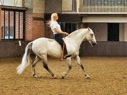 Lusitano Horse Breed Facts Lusitano Description Horse