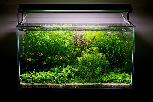 Modern Lighting System for Dutch Planted Aquarium