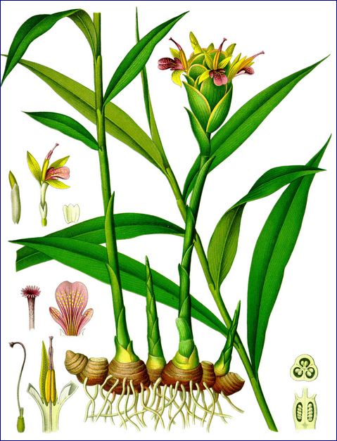 Tanaman Jahe Ilustrasi