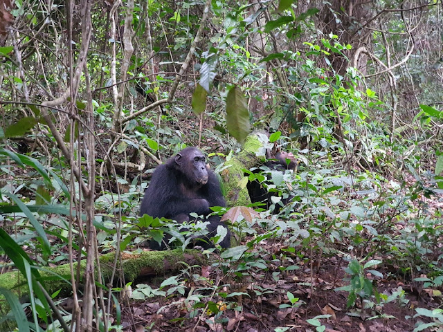 Trekking com chimpanzés na Tanzânia