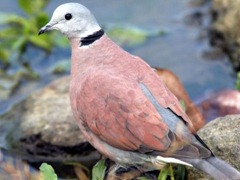 red-dove_96987-480x360