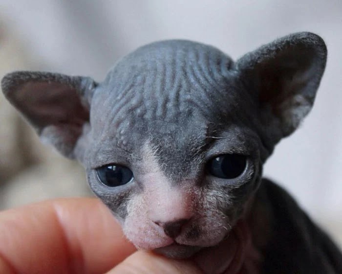 30 Adorable Pictures Of Sphynx Cats Everyone Will Love