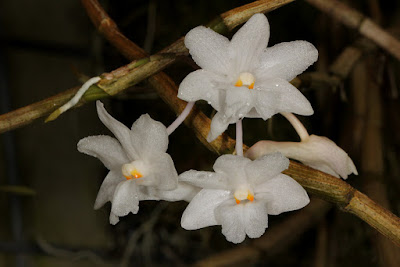 Dendrobium foxii care and culture