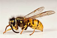 Cara Mengobati Sengatan Lebah Secara Alami
