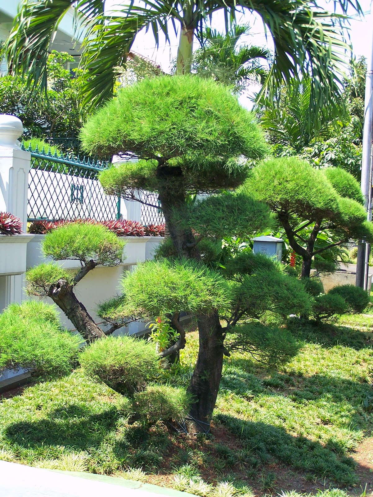 Bonsai Cemara Udang