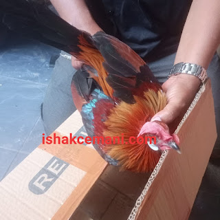 3 Ekor Ayam Hutan Sumatera Ke Pondok Bambu Jakarta Timur