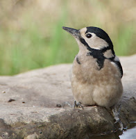 Pico picapinos (Dendrocopos maior)