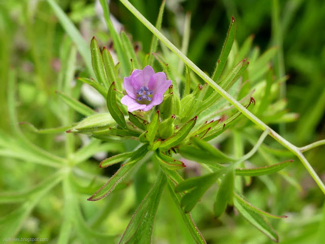 21: tiny flower in a ball of green