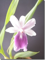79a
