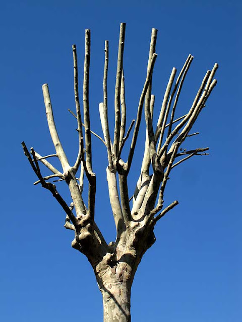 Pruned tree, Villa Maria, Livorno