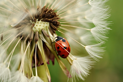 Insectos que eliminan plagas