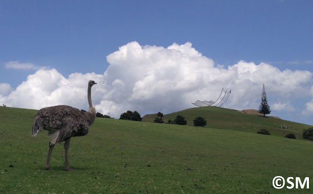 Photos d'emeu et de Horizons de Neil Dawson à Gibb's Farm Nouvelle-Zélande