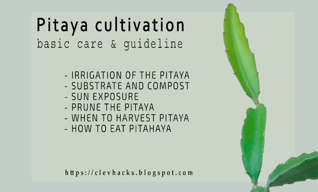 Pitaya: how to plant and grow