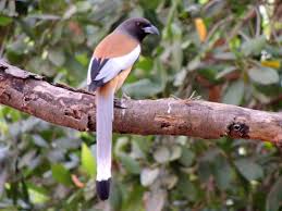 Rufous Treepie - Birds of India