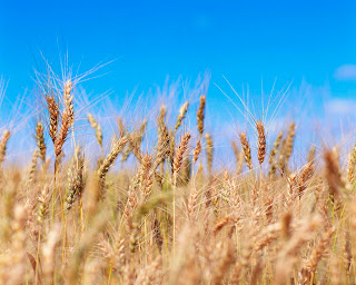  wheat field ready for harvesting in Punjab, Pakistan