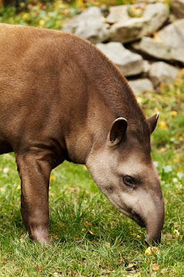 Anta, Tapir, Tapirus terrestres, Anta brasileira, extinto, extinção, Lowland Tapir, South American Tapir, Brazilian Tapir, Anta Brasileña, Danta, Danta Amazónica, Gran Bestia, Tapir Brasileño, wildlife, conservação, natureza, fotos Anta