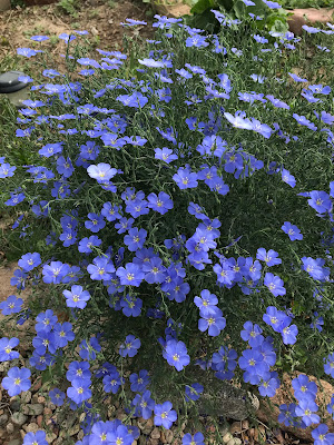 Blue Flax Flowers in my Garden... Living From Glory To Glory Blog