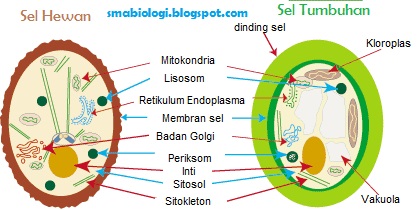  Perbedaan  Sel  Hewan  Dan  Tumbuhan  Beserta Fungsinya