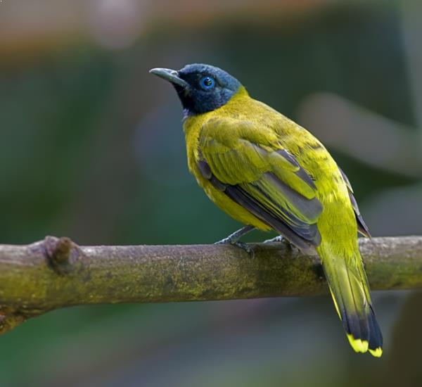 Jenis Burung  Kutilang Dan  Keunikanya