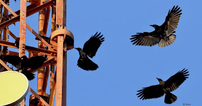 Large-billed Crow - Murder of crows over 20 of them