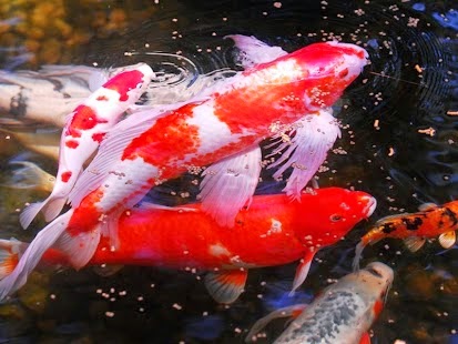 Cara Lengkap Dan Mudah Budaya Ikan koi