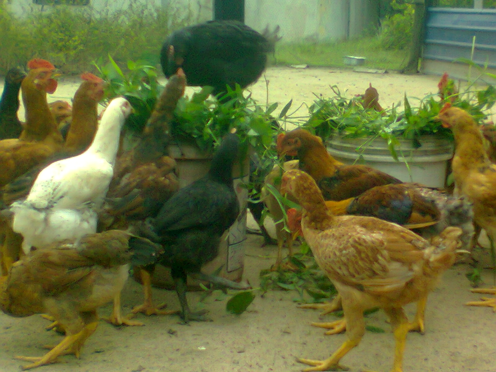 AYAM KAMPUNG KAMI: AYAM KU MENJADI KAMBING