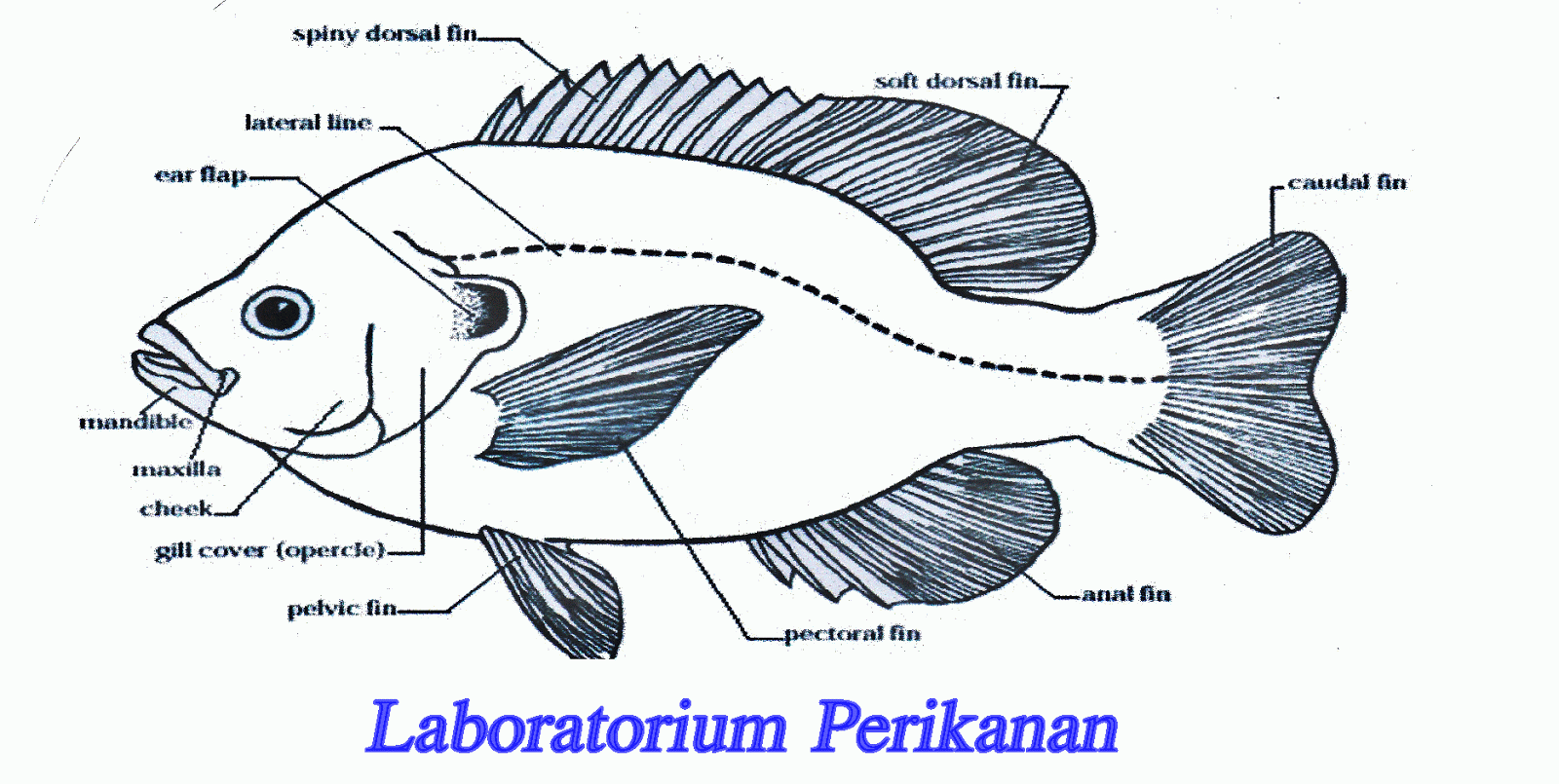 OSMOREGULASI IKAN  NILA  September 2013