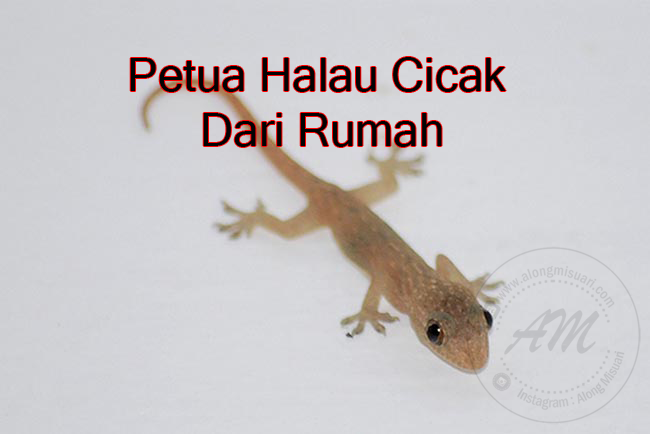 Cara Halau Cicak Ubat - Pertanyaan o