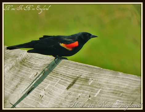 bird