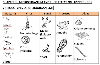 All About Science Cikgu Diana: Chapter 1 : Microorganism 