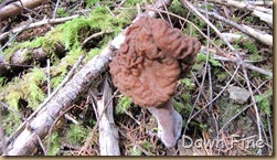 mushroom_015