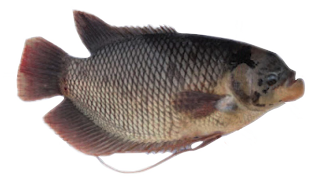 Ikan Gurami