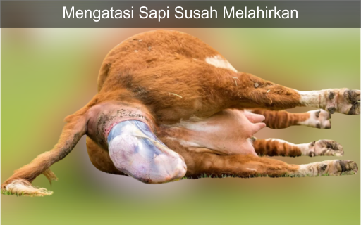 Mengatasi Sapi Susah Melahirkan