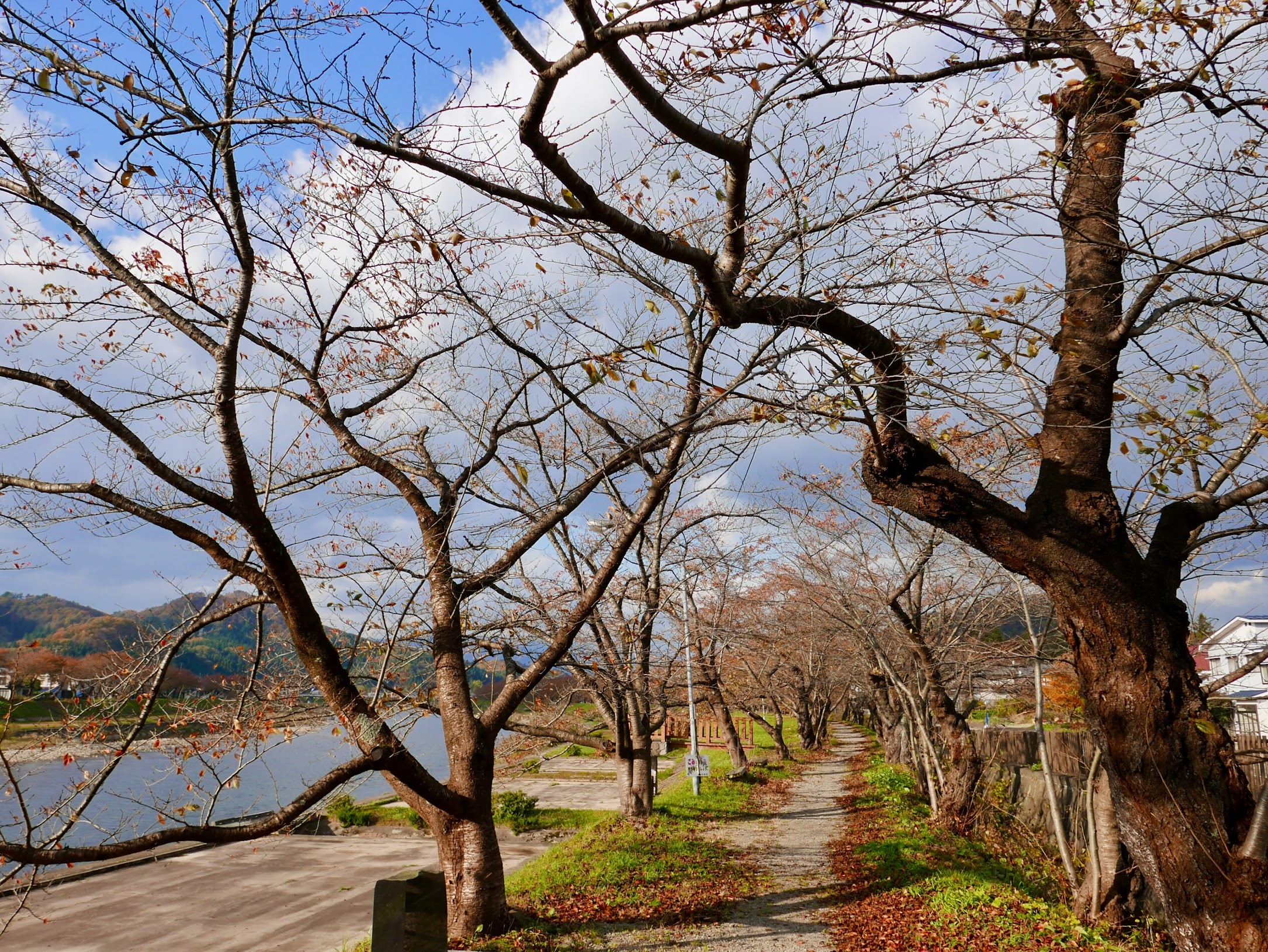 秋田縣仙北市角館町檜木內川