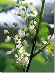 MyMoneyBlog_springtimeblossoms
