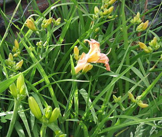 Daylilies