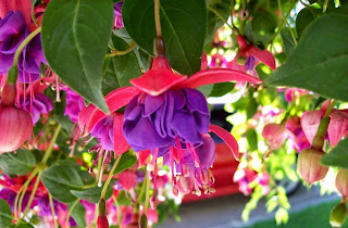 Blue Eye Fuchsia