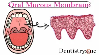 Introduction to Oral Mucous Membrane | Dental Histology | Dentistry