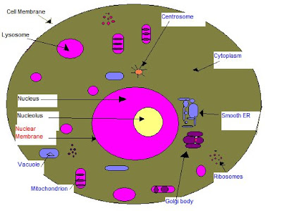 animal cell basic diagram. simple animal cell with