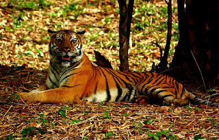 Endangered Tigers Research