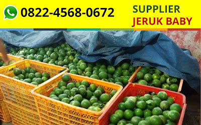 Agen Jeruk Baby Semarang, Jual Jeruk Baby Semarang, Distributor Jeruk Baby Semarang, Supplier Jeruk Baby Semarang, Grosir Jeruk Baby Semarang, Penjual Jeruk Baby Semarang